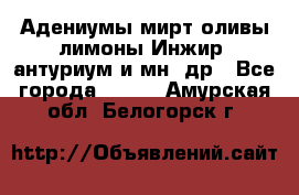 Адениумы,мирт,оливы,лимоны,Инжир, антуриум и мн .др - Все города  »    . Амурская обл.,Белогорск г.